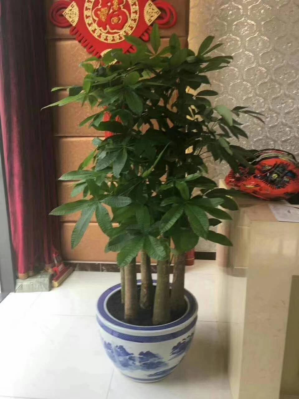  在不同場合選擇花卉出租時需要注意的事項